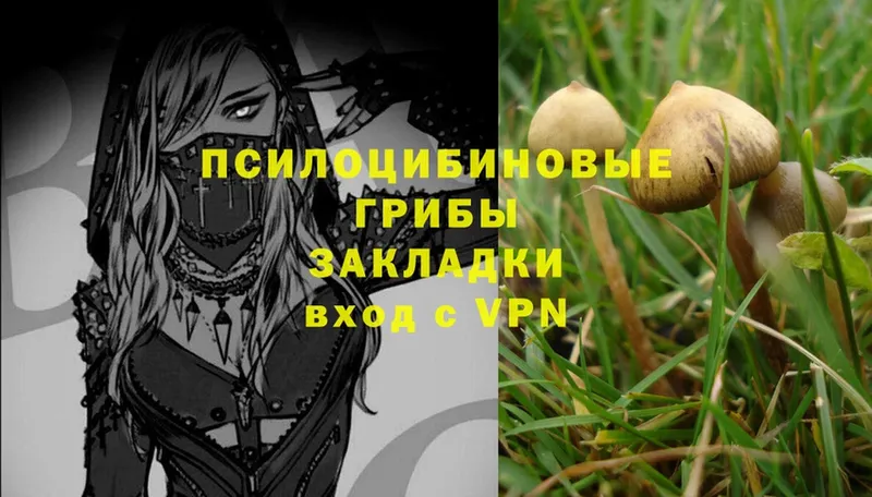 ссылка на мегу как войти  Кировск  это телеграм  Псилоцибиновые грибы Psilocybe 